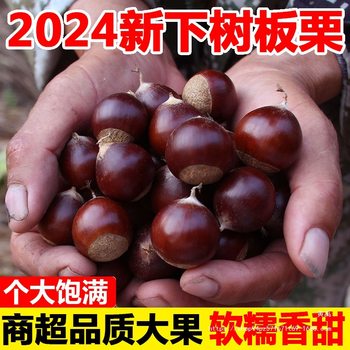 2024 Dandong Fresh Chestnuts Raw 2.5kg Whole Box of Chestnuts Seasonal Oil Chestnuts Whole Box Free Shipping9