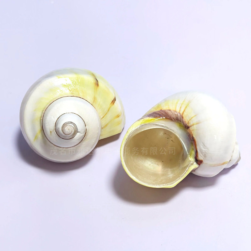 Natural Conch Shells, Avocado Shells, Hermit Crab Shells, Fish Replacement Shells, Fish Tank Landscaping, Home Furnishings and Decorations