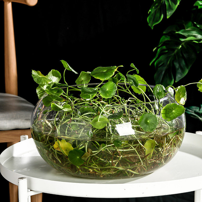 Office fish tank glass turtle cylinder drum cylinder transparent hydroponic plant copper grass green radish living room desktop round