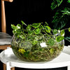Office fish tank glass turtle cylinder drum cylinder transparent hydroponic plant copper grass green radish living room desktop round