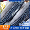 Norwegian Mackerel Fresh Mackerel Fillets Semi-Finished Japanese-Style Salt-Grilled Frozen Mackerel Bonito Tuna Wholesale Frozen