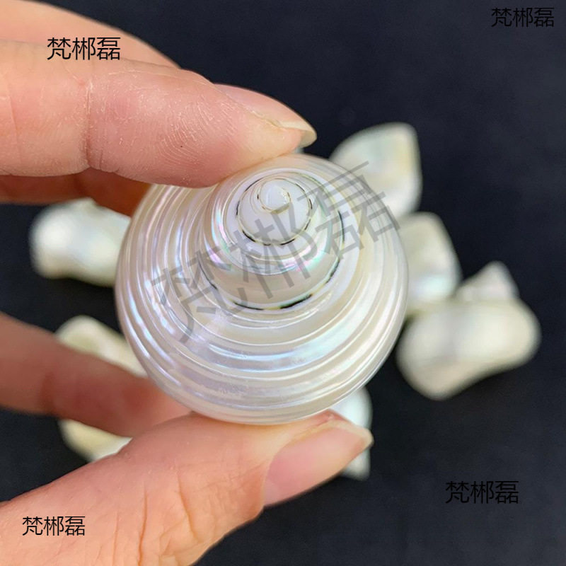 Natural Conch Shells, Peeled and Polished White Snails, Hermit Crab Replacement Shells, Hand-Painted Conch White-Skinned Luminous Snails