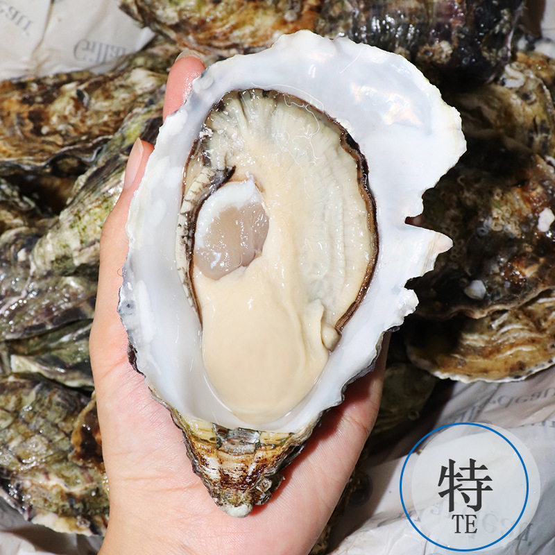 French Ginaduo Imported Oysters, Ready-To-Eat Seafood, Wholesale in Large Quantities, Fresh Live Oysters for Sashimi, Low Wholesale Price
