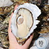 French Ginaduo Imported Oysters, Ready-To-Eat Seafood, Wholesale in Large Quantities, Fresh Live Oysters for Sashimi, Low Wholesale Price