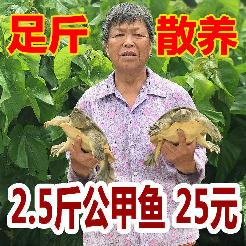 Popular Product Directly Supplied from the Place of Origin [Fresh Live Turtles Delivered Alive] Large Live Turtles, Chinese Seafood