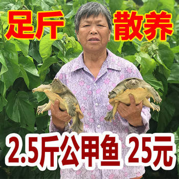 Popular Product Directly Supplied from the Place of Origin [Fresh Live Turtles Delivered Alive] Large Live Turtles, Chinese Seafood