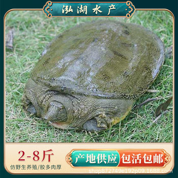 1.0-1.6kg Years and Above Pure Ecological Reservoir Old Turtle + Direct Fresh Delivery from the Base