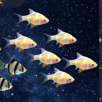 Tropical fish live gold tiger skin fish three tiger skin fish grass tank mixed group swimming fish ornamental fish fishing farm wholesale package damage