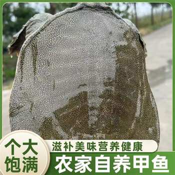 [Hongjiatan Ecological Turtle] Fresh Turtle Ecologically Grown in the Wild Chinese Turtle in the Outer Pond Is Locally Eaten Alive