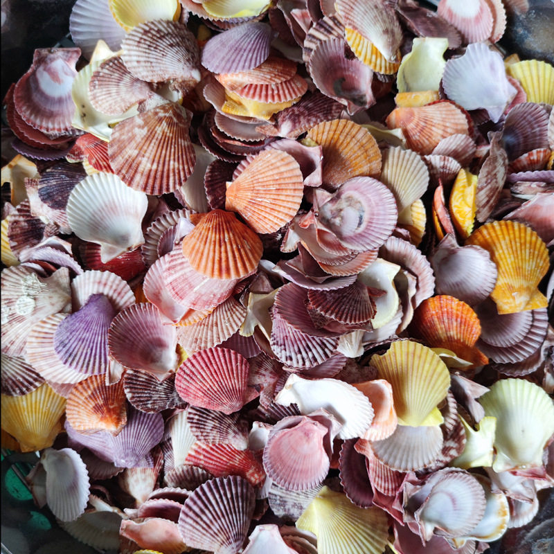 Colorful Scallops, Multicolored Shells, Conch Shells, Purple Wall Stickers, Home Decoration, Fish Tank Decoration, Photography Props, Sea Shells