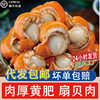Fresh Vacuum-Packed Scallop Meat with Dry Ice, Large Fresh Yellow Scallops, Fresh Yellow Clams, Large Frozen Seafood Wholesale