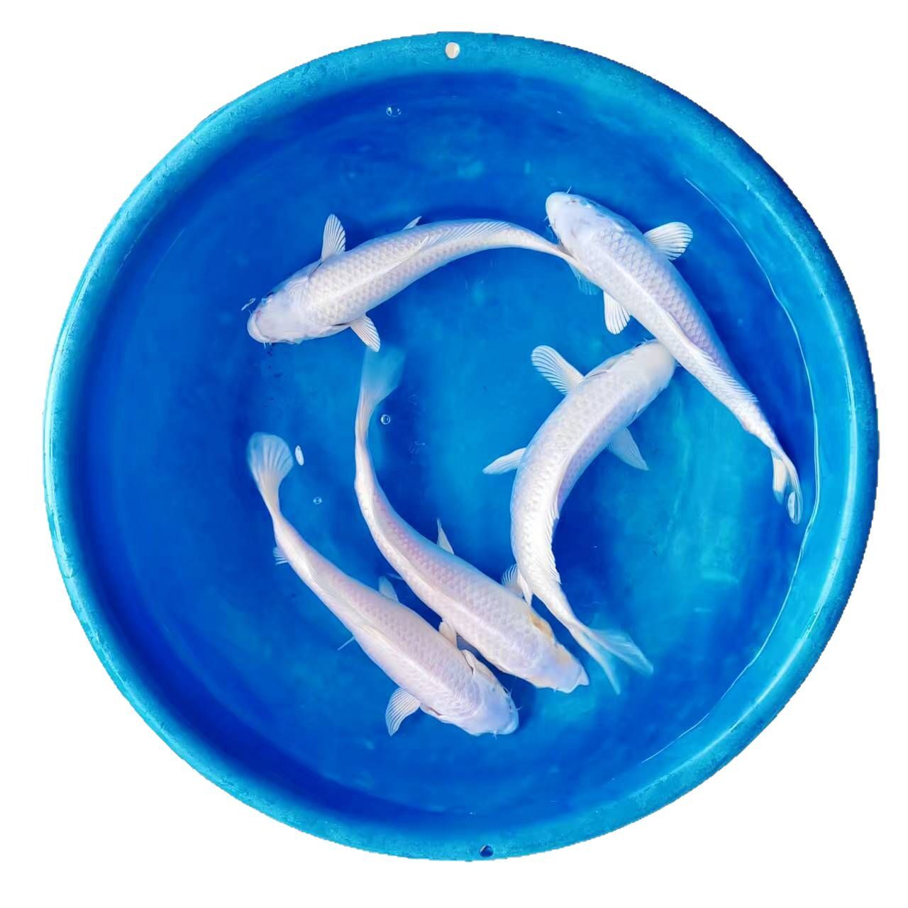 Koi Fish Live Fish Ornamental Fish Purebred Large Red and White Cold Water Fresh Water Easy to Raise and Live Goldfish Red Carp Small Fry