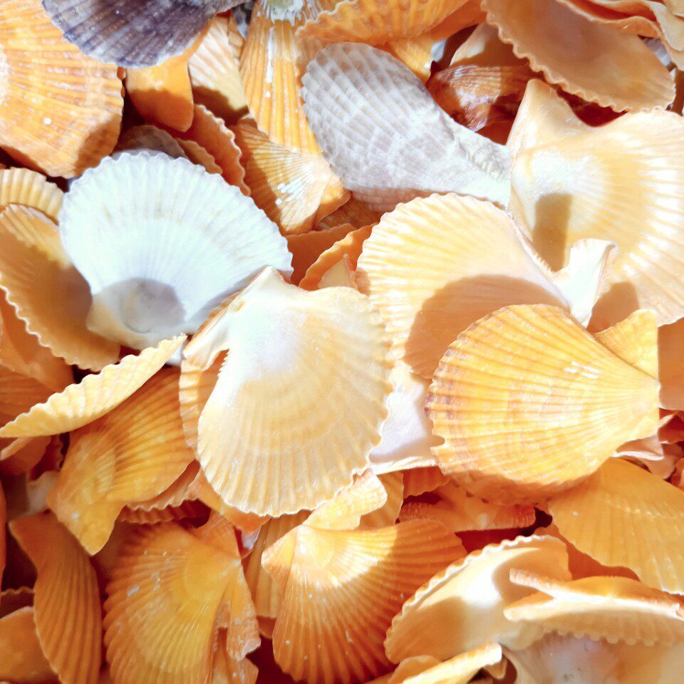 F2H1 Mini Natural Conch Shell Mixed Pack for DIY Crafts, Starfish Photo Frame, Floating Scallop for Children