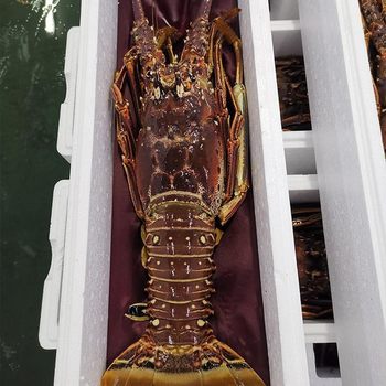 Live Frozen Small Green Dragon Lobster, Fresh Large Lobster, Australian Lobster, Chilled Seafood, Frozen Cuban Prawns, Sf Express