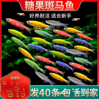 Zebrafish, Tropical Freshwater Ornamental Fish, Small Fish, Easy to Raise, Light Fish, Guppies, Goldfish
