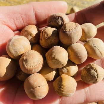 Original flavor New Daxinganling wild water leakage fire hazelnut full nuts not open snacks raw free shipping big kernel