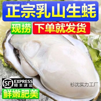 Sf Express Free Shipping Rishan Oysters Fresh Rishan Oysters Fresh Shell-On Oysters Whole Box