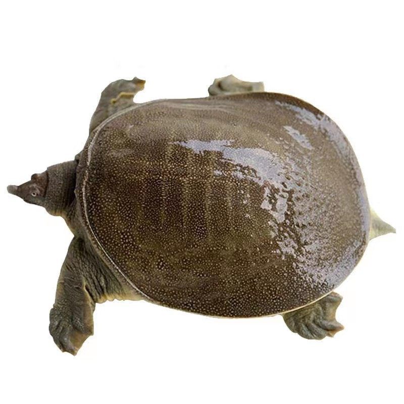 [Compensation for Bad Orders] Freshly Killed Vacuum-Packed Original Ecological Large and Small Turtles, Nourishing and Nutritious Male and Female Chinese Turtles