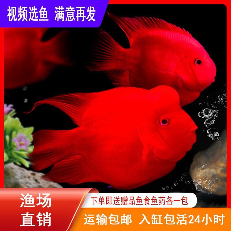 Red Parrot Fish Live Fish Tropical Ornamental Fish Freshwater Fish Feng Shui Fish Ingot Fish Blood Red Fish Fortune Fish Others