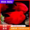 Red Parrot Fish Live Fish Tropical Ornamental Fish Freshwater Fish Feng Shui Fish Ingot Fish Blood Red Fish Fortune Fish Others