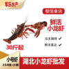 Fresh Crayfish Wholesale 234 Yuan Small Shrimp Hubei Qingshui Cultured Restaurant Catering Commercial Aquatic Live Shrimp Green Shrimp