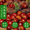 Authentic Qianxi Chestnuts, Fresh Shelled Oil Chestnuts, Selected Fresh Chestnut Kernels, Large and Plump Raw Chestnuts, Free Shipping