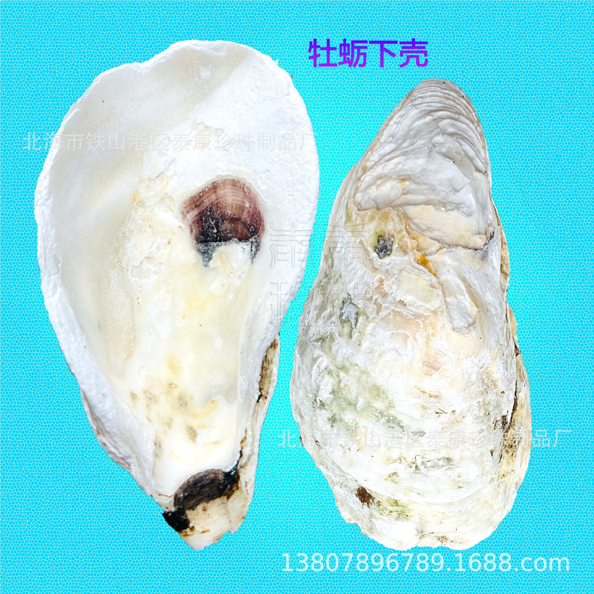 Beihai Large Oyster Shell Craft Gift Shell Selected Oyster Shell Filter Material Pre-Order