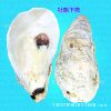Beihai Large Oyster Shell Craft Gift Shell Selected Oyster Shell Filter Material Pre-Order