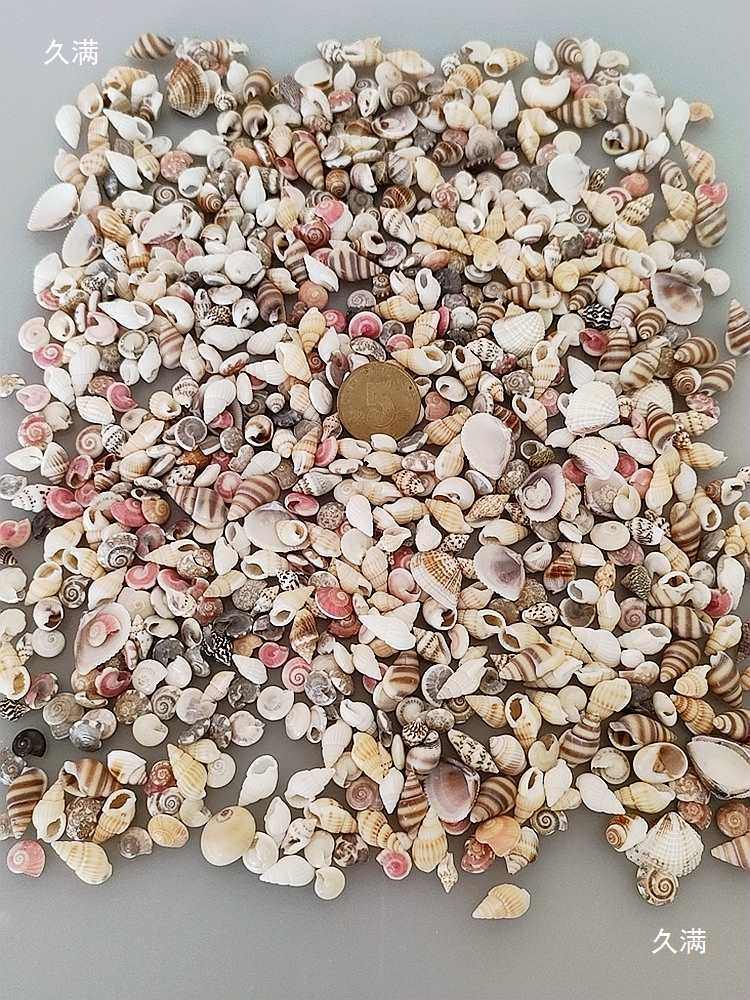 Weighing Shells Handmade DIY Kindergarten Conch Rice Snail Mini Small Shell Decoration Drift Bottle Material