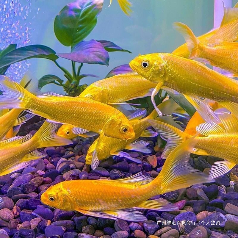 Live Fish Fry Can Be Raised to Raise Ornamental Fish, Live Fish, Small Gold Koi, Tap Water, Cold Water Fish, Easy to Raise Others