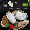 Seafood Shells, Oysters, Fresh Aquatic Products, Fresh Oysters, 10 Boxes, 5 Oysters, Ready-To-Eat, Special Large Size