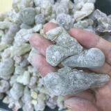 Оманское зеленое молоко Oman royal green milk - дикорастущее сырье и эфирные масла различных спецификаций оптом из первых рук