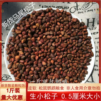 New Daxinganling Wild Pine Nuts Original Raw Small Pine Nuts Parrot Devil Squirrel Food 500 Free Shipping