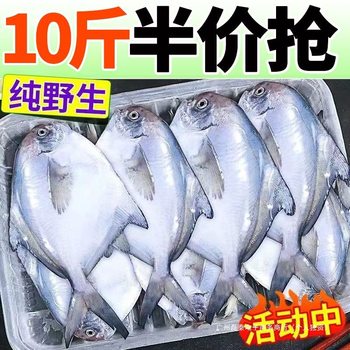 [Sf Express] Silver Pomfret Extra Large Deep Sea Fresh Seafood Frozen Deep Sea White Pomfret Flat Fish Changyu Fresh