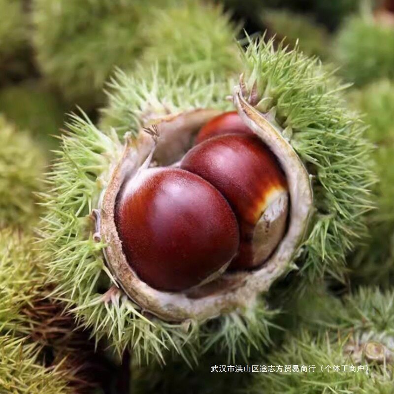 Chestnut Raw Fresh Instant Fresh Dandong Raw Chestnut 5 Jin Seasonal Big Chestnut Raw Chestnut Big Fruit Chestnut