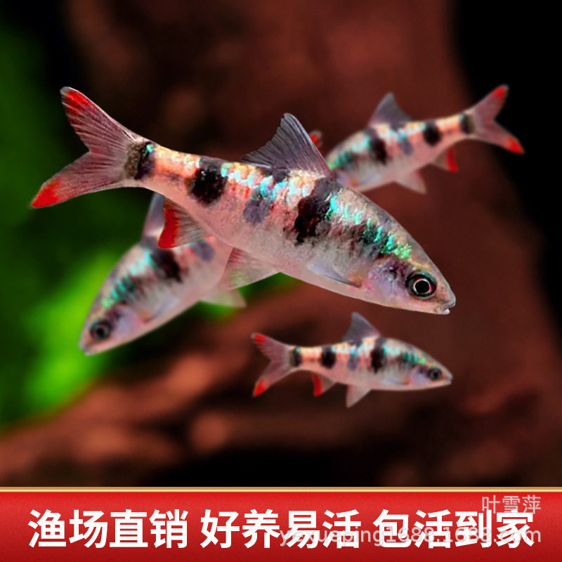 Red Tail Green Fluorescent Crucian Carp Native Cold Water Fish Tropical Fish Freshwater Ornamental Fish Diamond Rainbow Crucian Carp Live Fish Wholesale