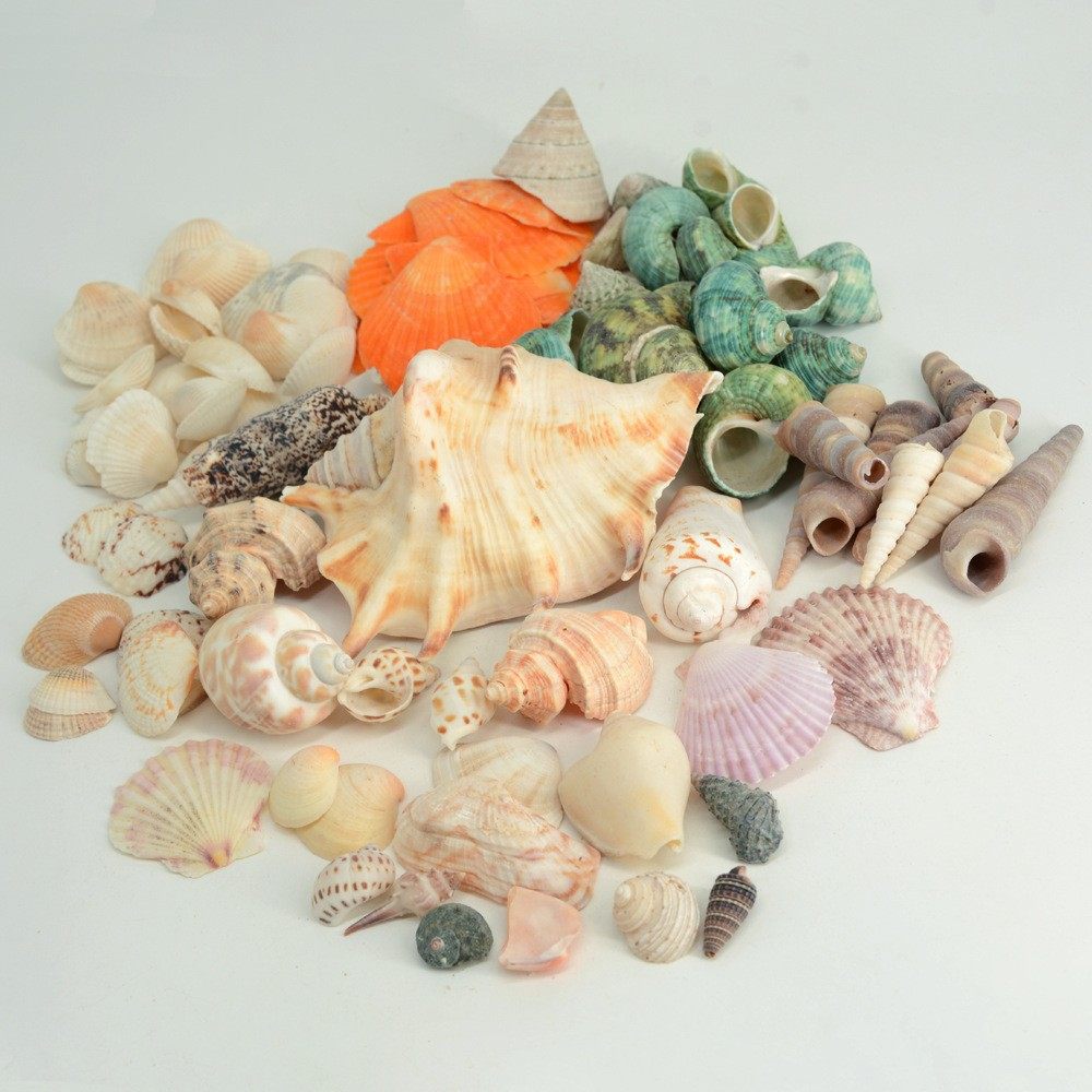 Natural Conch Shells, Colored Scallops, Handmade DIY Small Shells, More Than 20 Mixed Fish Tank Landscaping, Children's Day Materials