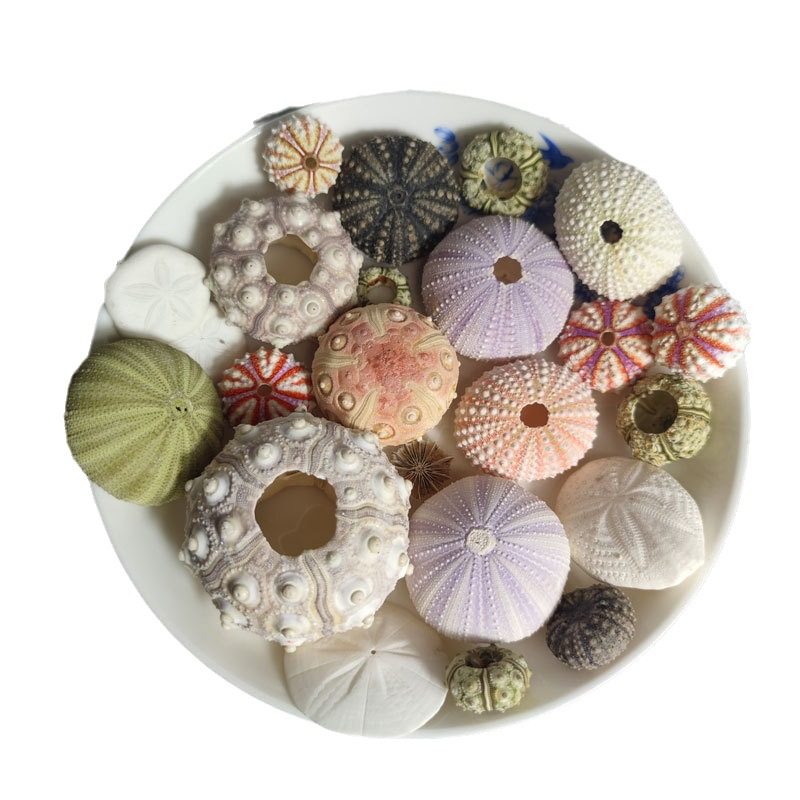 Dream Sea Urchin Shell Princess Wind Night Light Accessories Natural Sea Urchin Shell Mediterranean Lantern Sea Urchin Medal Sea Urchin