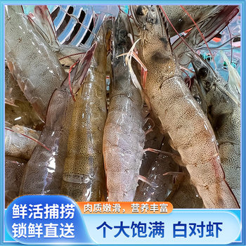 Zhangzhou Dongshan Prawns Fresh 400g Seafood Aquatic Products White Prawns Frozen Base Shrimp Boxed Shrimp Wholesale