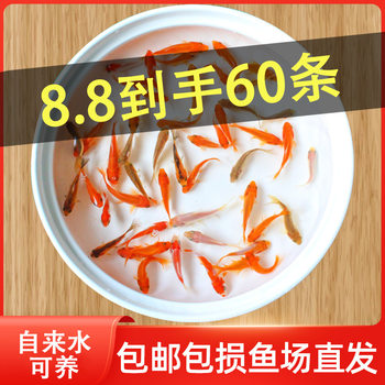 Ornamental Fish Grass, Live Goldfish, Live Koi, Live Fish, Small Koi, Dragon Eyes, Red Luck, Cold Water Fish Feed Fish