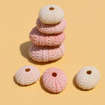 Natural Sea Urchin Shell Specimens, Air Pineapple Flower Pots, Home Floor Decoration Shells, Conch and Sea Urchin Crafts Wholesale