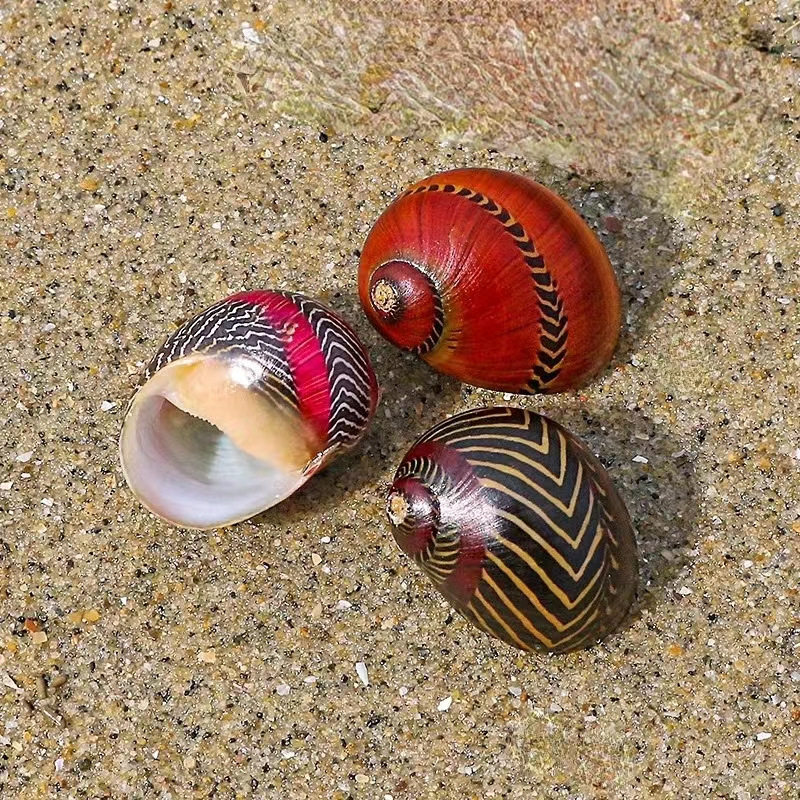 Natural Shell Conch Red Spot Snail Snail Snail Specimen Snail Tank Aquarium Landscape Floor Window Decoration Ornaments