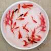 Live Goldfish, Healthy Goldfish, Ornamental Fish, Live Grass Goldfish, Wholesale Live Fish for Stalls, Small Red Grass Fish for Feng Shui