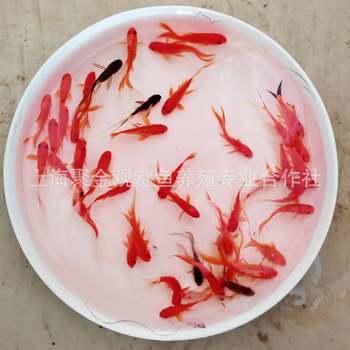 Live Goldfish, Healthy Goldfish, Ornamental Fish, Live Grass Goldfish, Wholesale Live Fish for Stalls, Small Red Grass Fish for Feng Shui