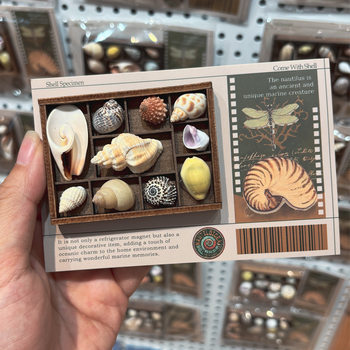 Retro Mini Shell Conch Photo Frame Refrigerator Magnet Seaside Cultural and Creative Gift Conch Specimen Collection Storage Box Gift