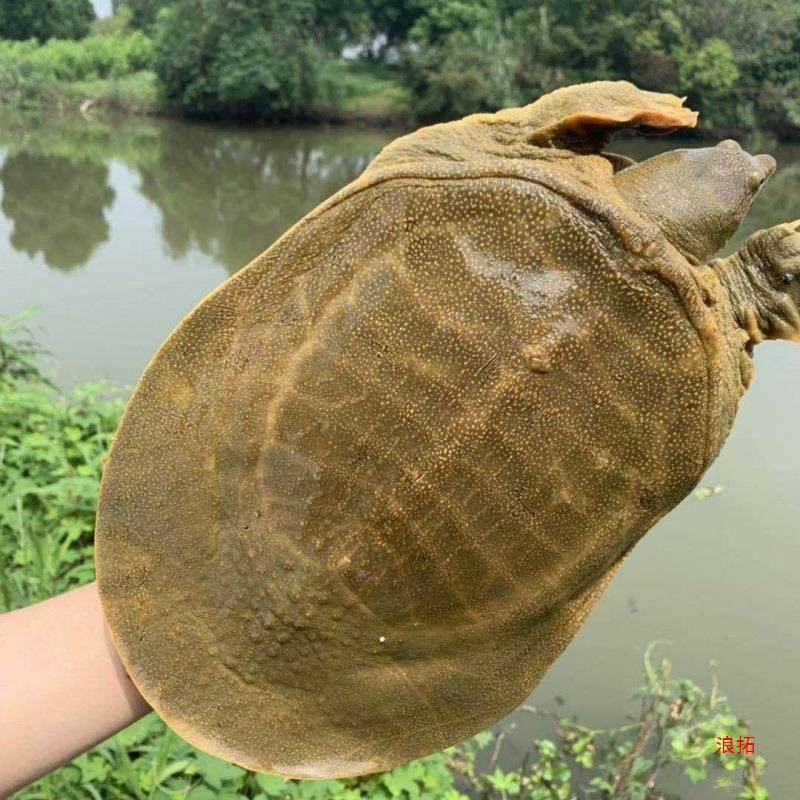 Fresh Live Turtle Wholesale, Free Shipping for Fresh Male Turtles, Edible Fresh Braised Turtles, Chinese Turtle, Water Turtle, Cross-Border Shipping