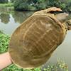 Fresh Live Turtle Wholesale, Free Shipping for Fresh Male Turtles, Edible Fresh Braised Turtles, Chinese Turtle, Water Turtle, Cross-Border Shipping