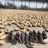 Authentic Selenium-Rich Raw Black Peanuts in Shells, Rich in Anthocyanins, Authentic Taste, Original Sweet Snacks