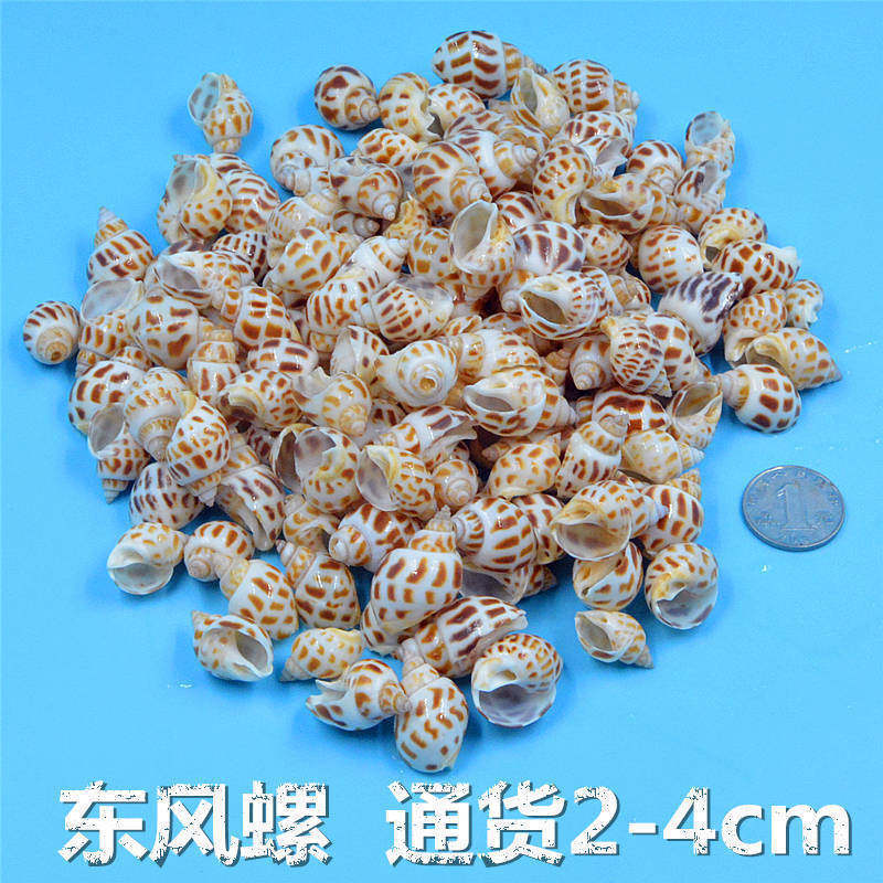 Natural Shell Conch Handmade Kindergarten Ring Creative Toys Fish Tank Landscaping Decoration Materials Free Shipping