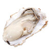 Authentic Rushan Oysters 2.5kg Packs of Fresh Rushan Oysters Fresh Sea Oysters Shipped by Sf Express Catering Procurement Wholesale